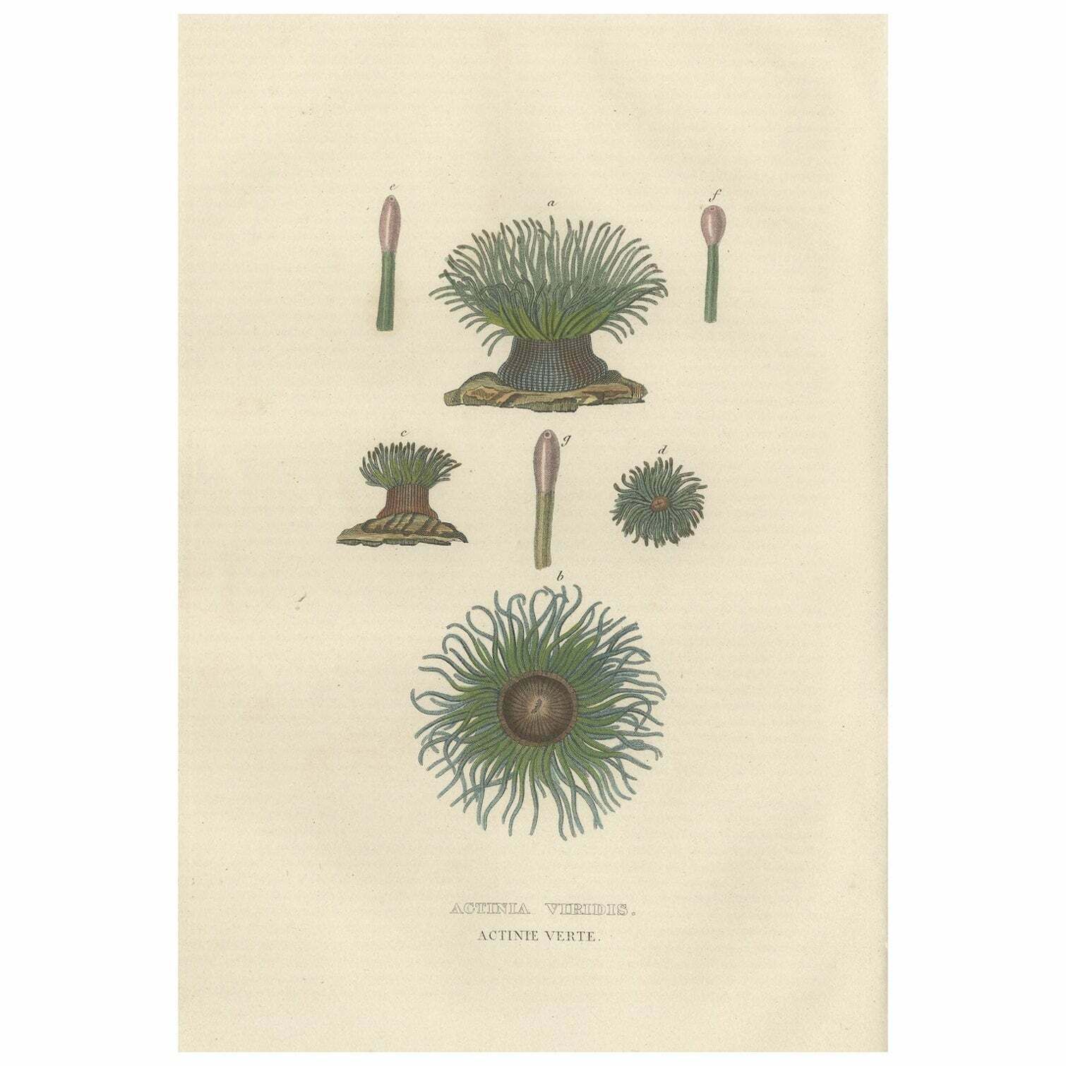 19th Century Snakelocks Anemone Antique Engraving Original Handcoloring, 1845