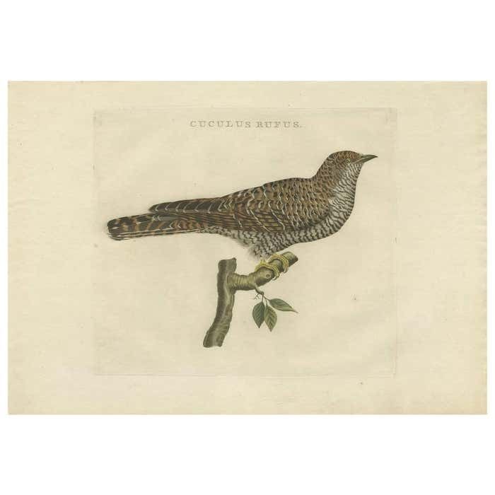 Antique Bird Print Of The Common Cuckoo By Sepp & Nozeman, 1809