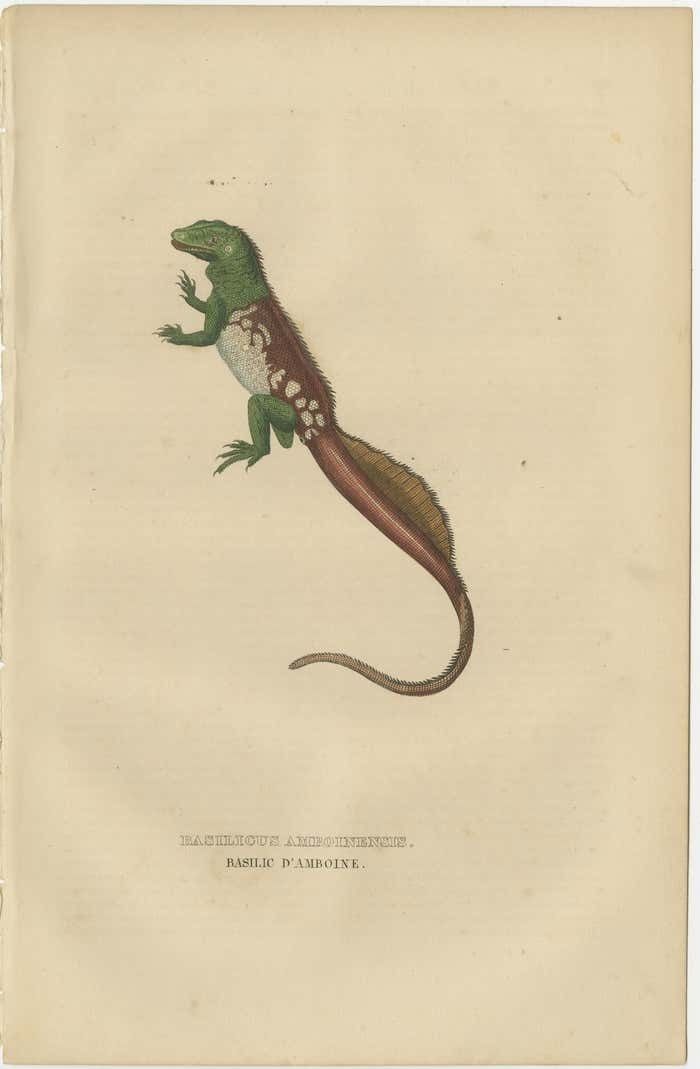 Old Hand Colored Print Of A Rare Amboina Sailfin Lizard photo furniture
