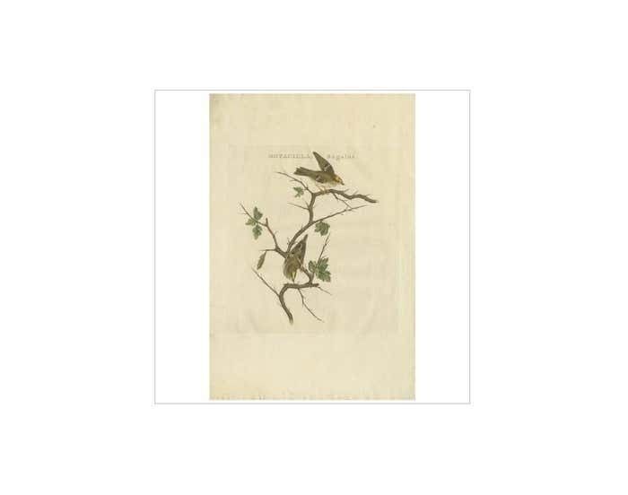 Antique Bird Print Of The Goldcrest By Sepp & Nozeman, 1797 photo furniture