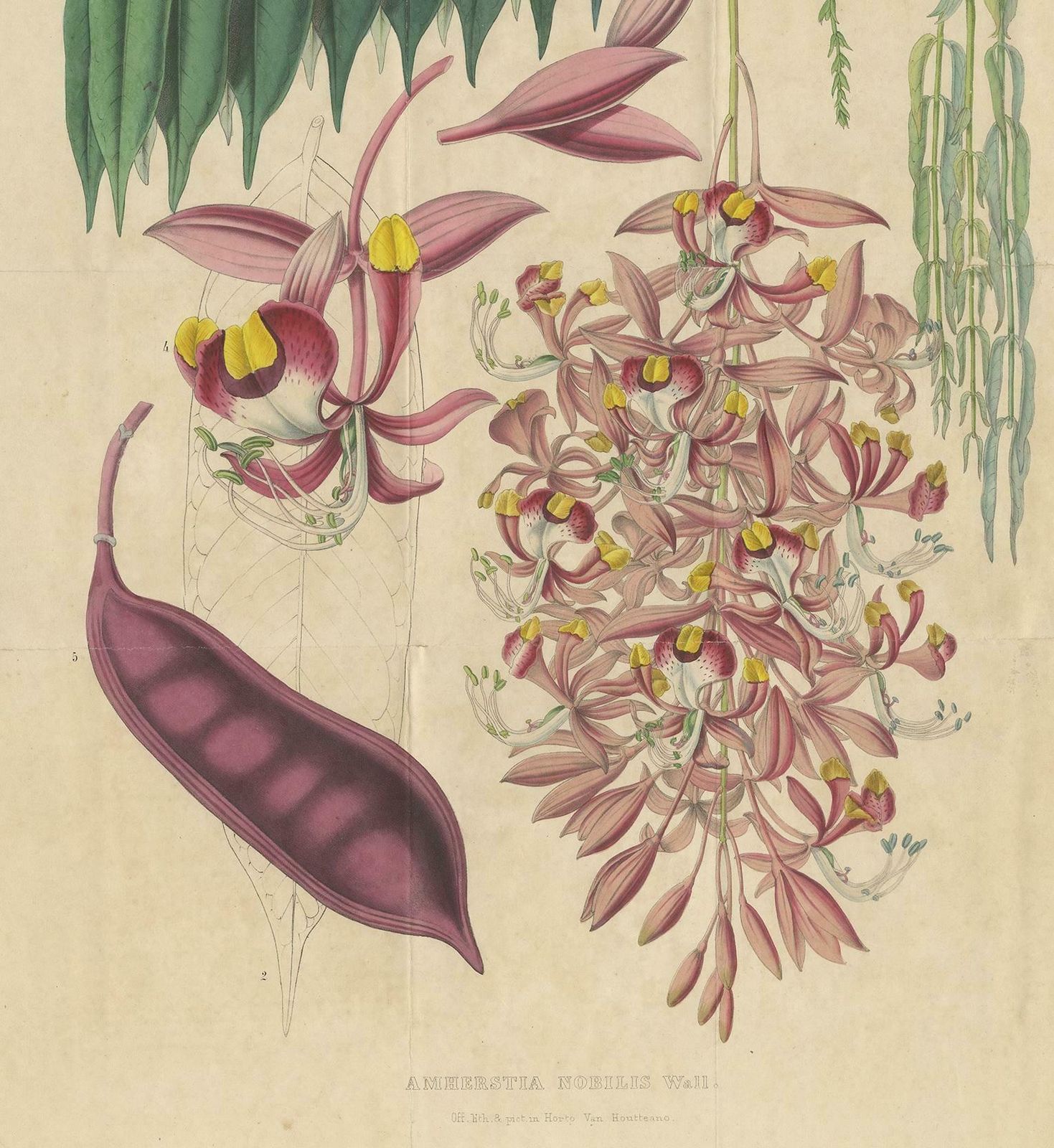 Antique Botany Print Of The Amherstia Nobilis By Van Houtte, 1849 photo Art
