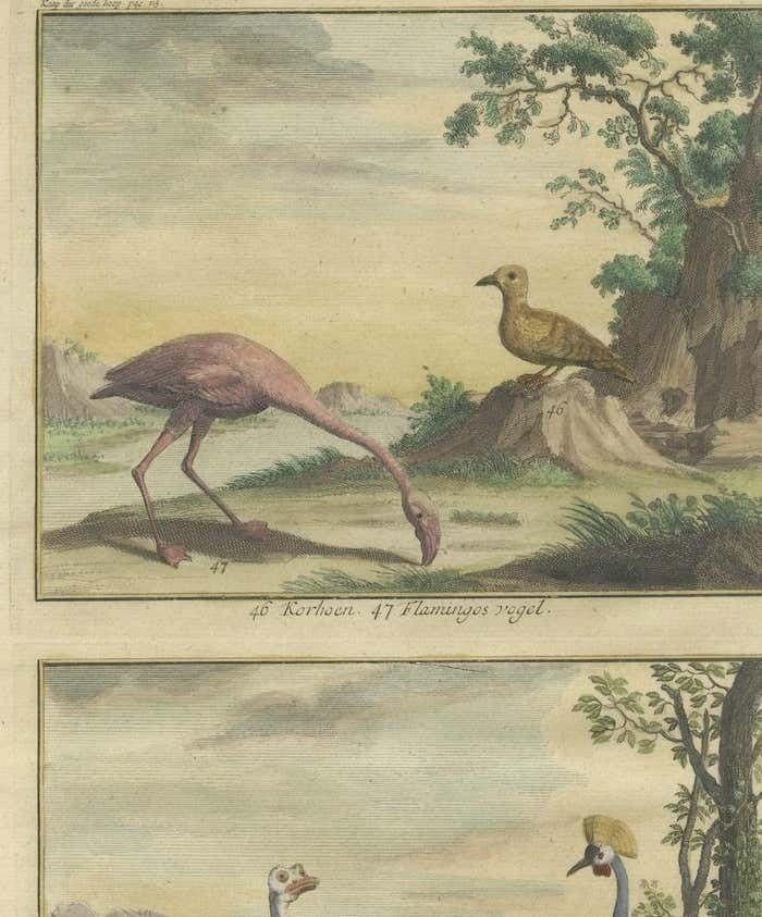 Old Engraving Of A Black Grouse, Flamingo, Ostrich And Common Or Crested Crane photo Art