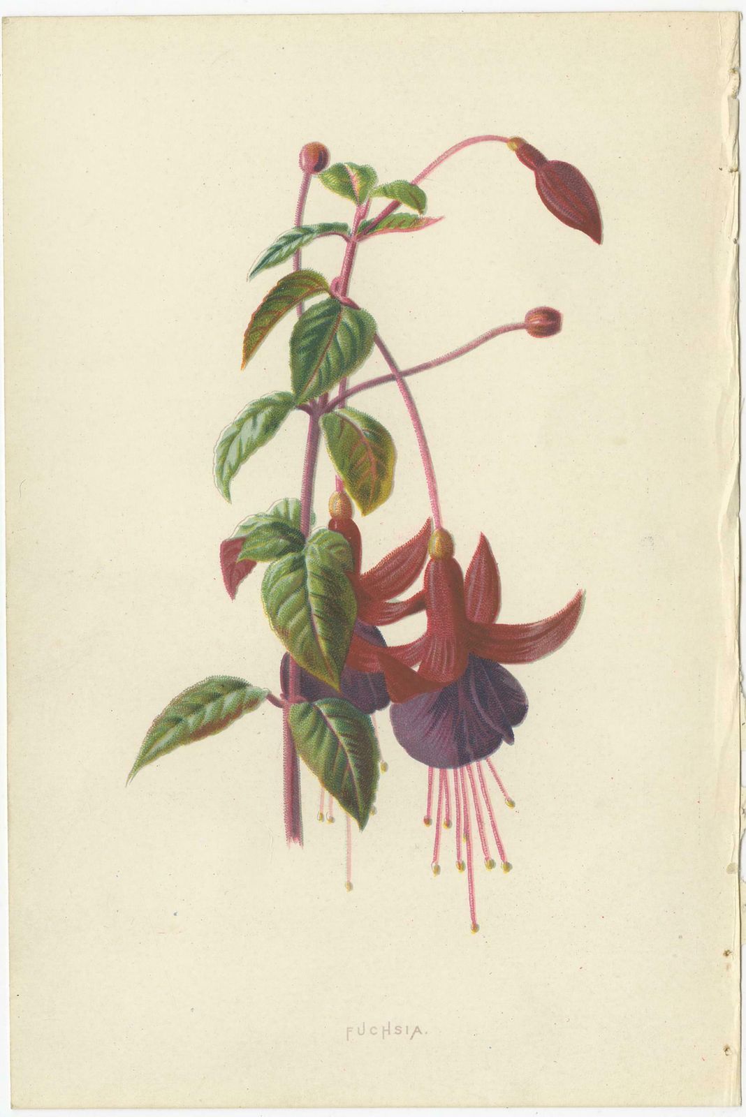 Set Of Three Botany Prints Geranium, Fuchsia, Bellenplant, Begonia photo for sale