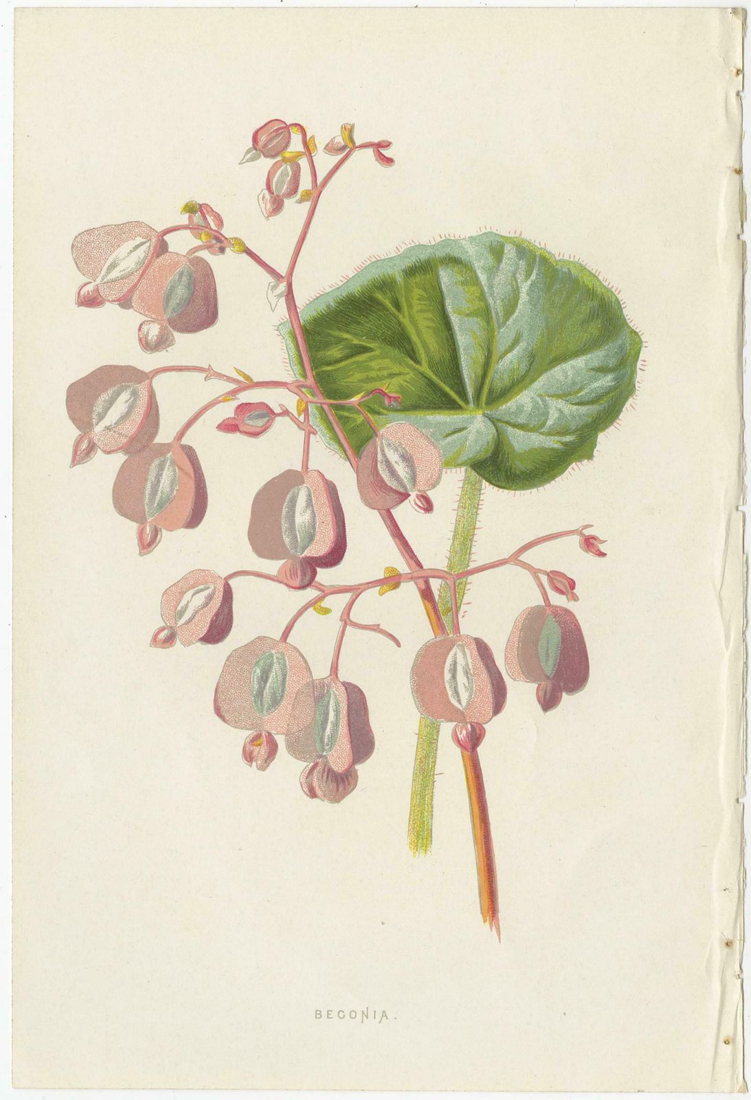 Set Of Three Botany Prints Geranium, Fuchsia, Bellenplant, Begonia photo Art