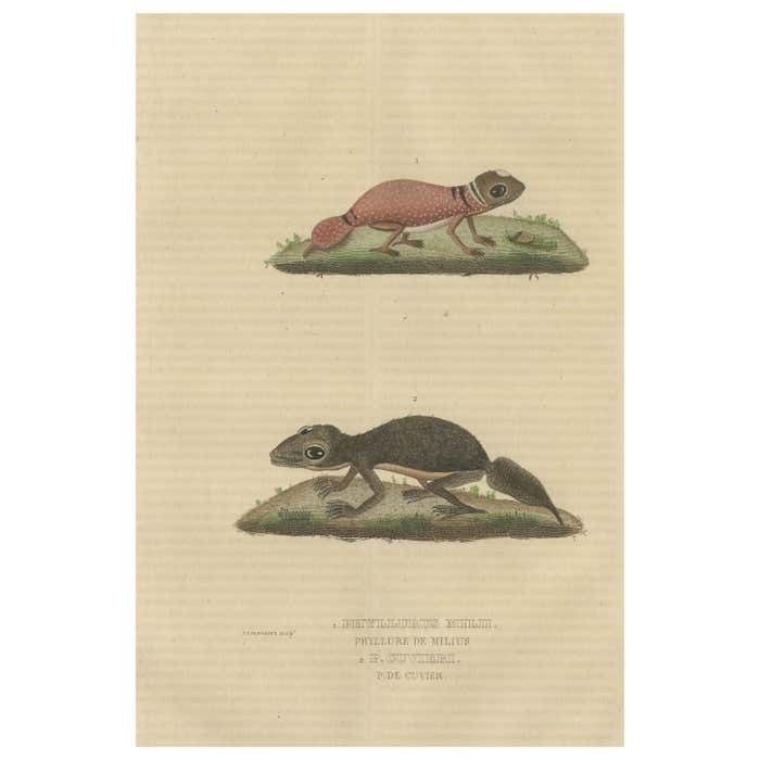 Old Hand Colored Print Of An Australian Thick Tailed Gecko And A Leaftail Gecko