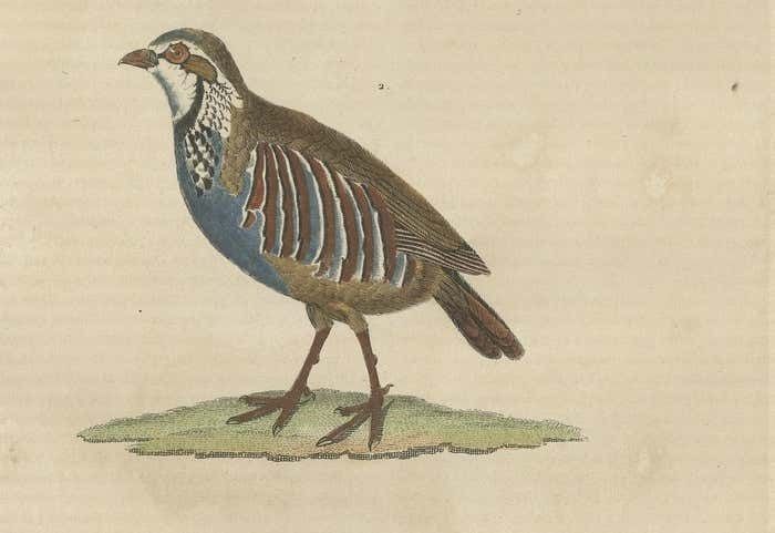 Handcolored Bird Print Of A Male Quail And A Red Legged Partridge photo Art