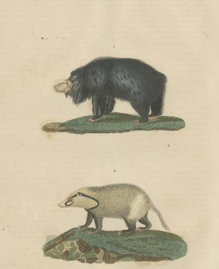 Old Hand Colored Print Of A Big Lipped Bear And Bali Collared Soar Or Hog Badger photo for sale