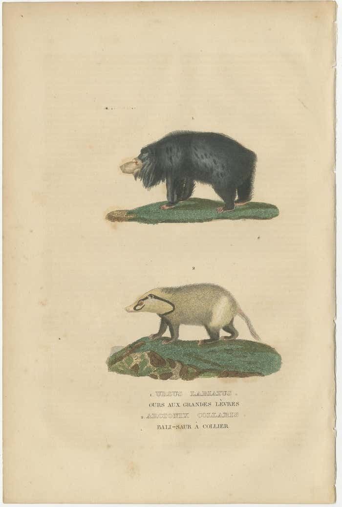 Old Hand Colored Print Of A Big Lipped Bear And Bali Collared Soar Or Hog Badger photo Art