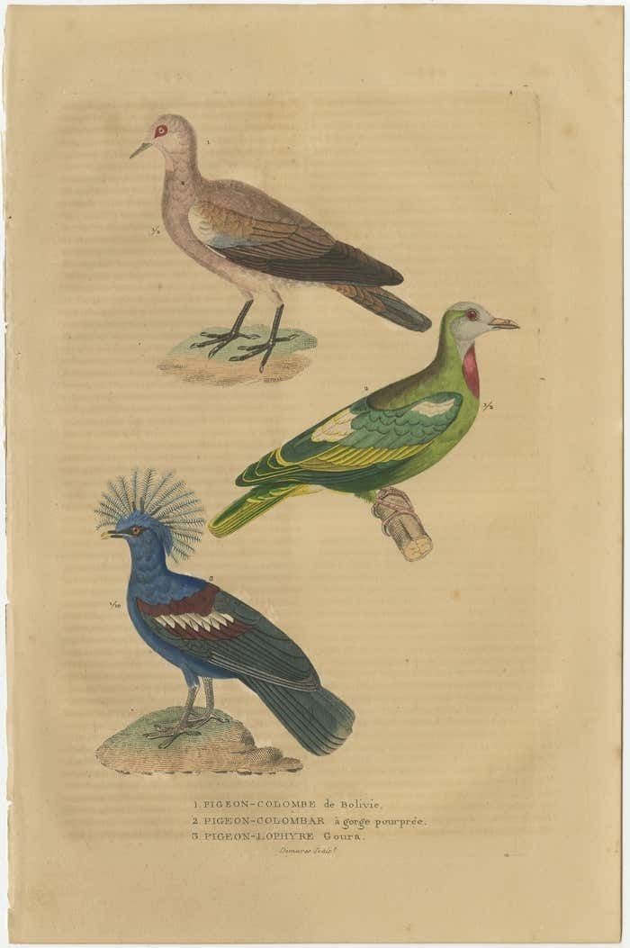 Handcolored Print Of A Ground Dove, African Green Pigeon And Crowned Pigeon photo furniture