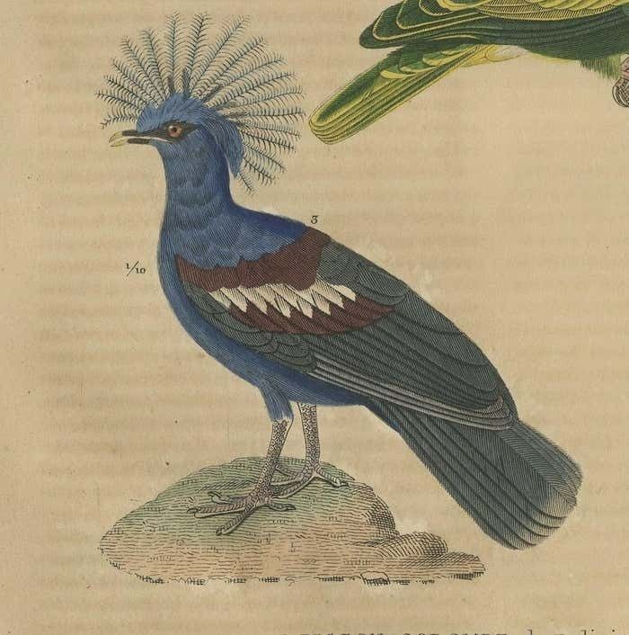 Handcolored Print Of A Ground Dove, African Green Pigeon And Crowned Pigeon photo Art