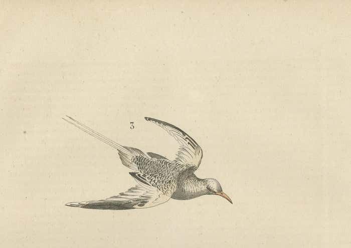 Hand Colored Print Of A White Pelican, Frigate Bird And Red Tailed Tropic Bird photo for sale
