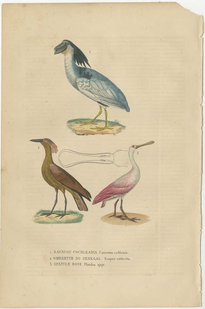 Original Hand Colored Print Of A Boatbill, Hammerhead And A Pink Spoonbill Bird photo furniture