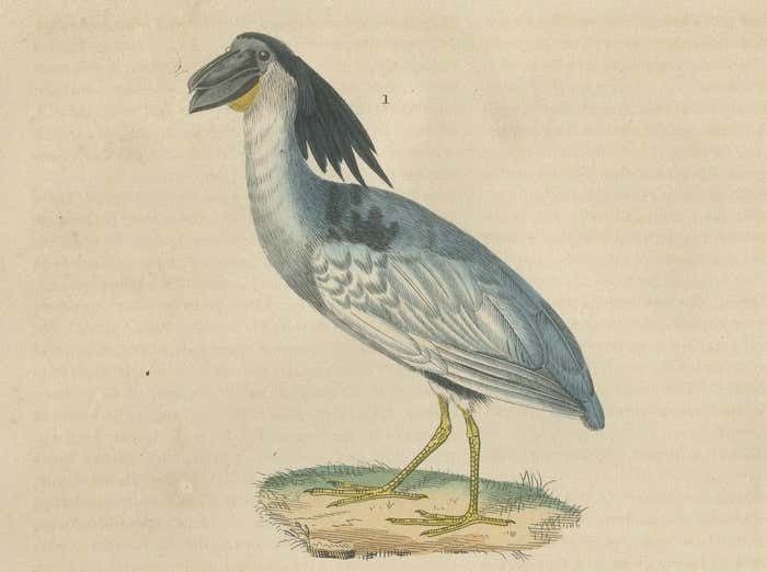 Original Hand Colored Print Of A Boatbill, Hammerhead And A Pink Spoonbill Bird photo 198.0