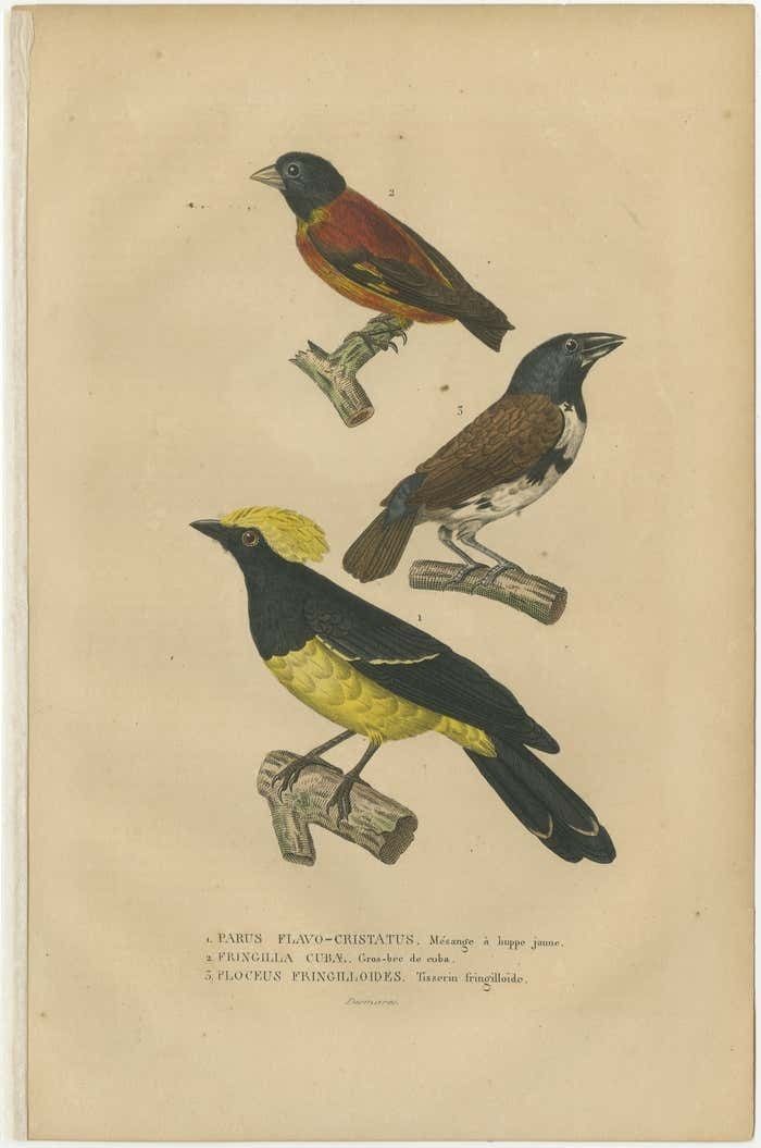 Antique Bird Print Showing A Sultan Tit, A Cuban Finch And A Magpie Mannikin photo furniture