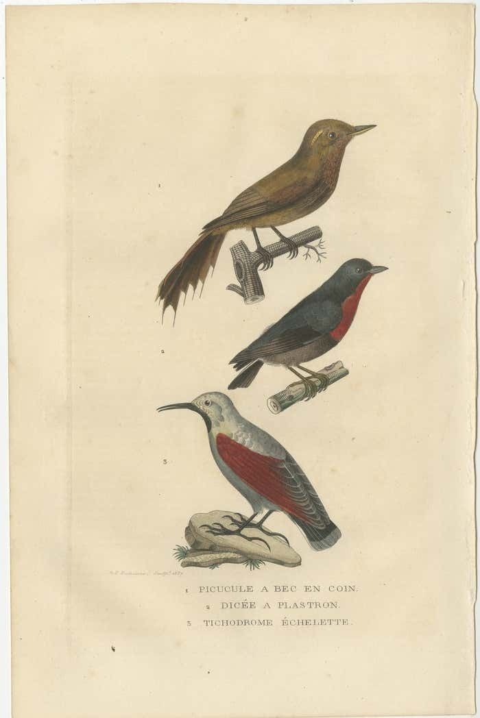 Original Old Bird Print Of A Woodcreeper, A Flowerpecker And A Wallcreeper photo furniture