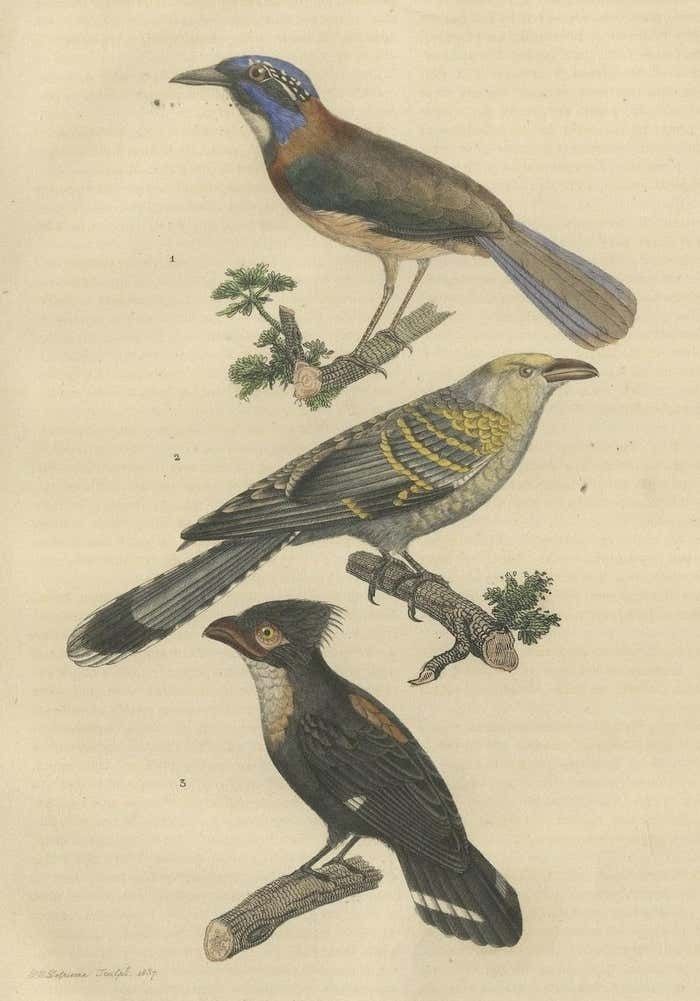 Old Bird Print Of A Pitta Ground Roller, Channel Billed Cuckoo, Dusky Broadbill photo furniture