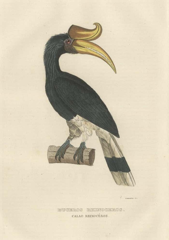 Amazing Original Bird Print Of The Rhinoceros Hornbill photo furniture