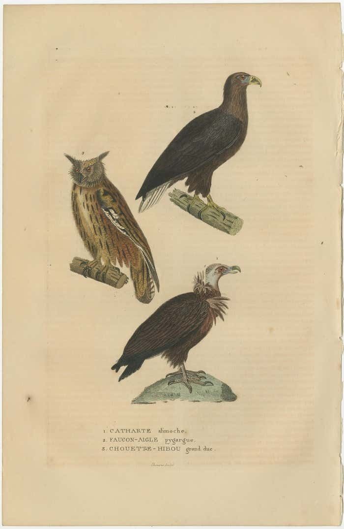 Original Bird Print Of The Vulture, An Eagle Falcon And An Owl photo Art