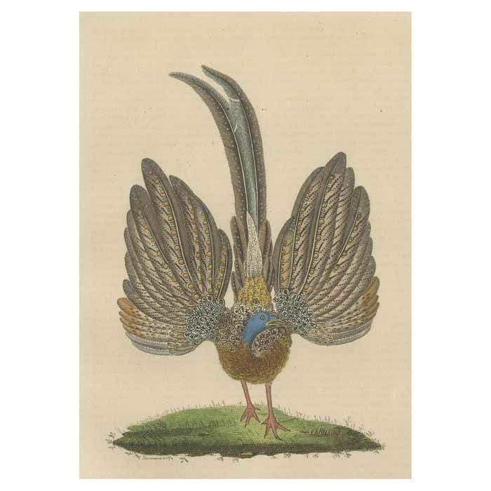Stunning Decorative Old Hand Colored Bird Print Of A Pheasant