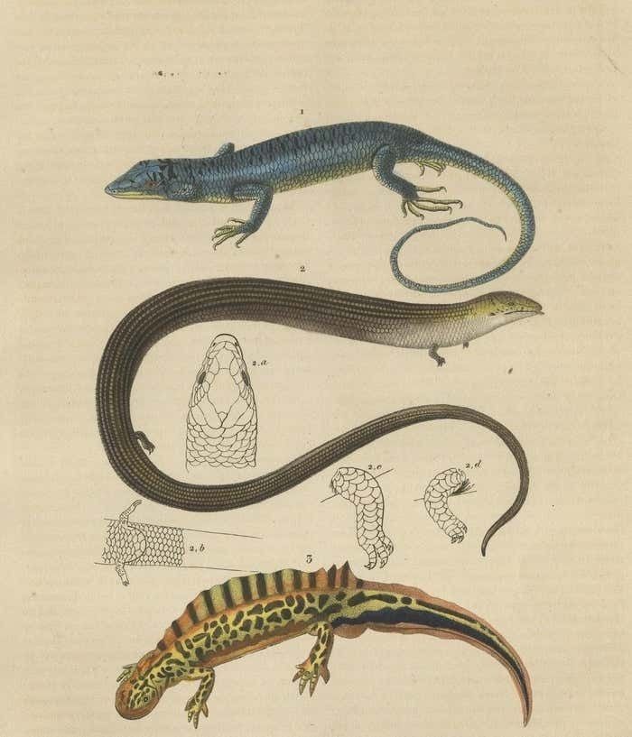 Original Old Print Of A Blue Skink Lizard, A Striped Lizard And A Triton Lizard photo for sale