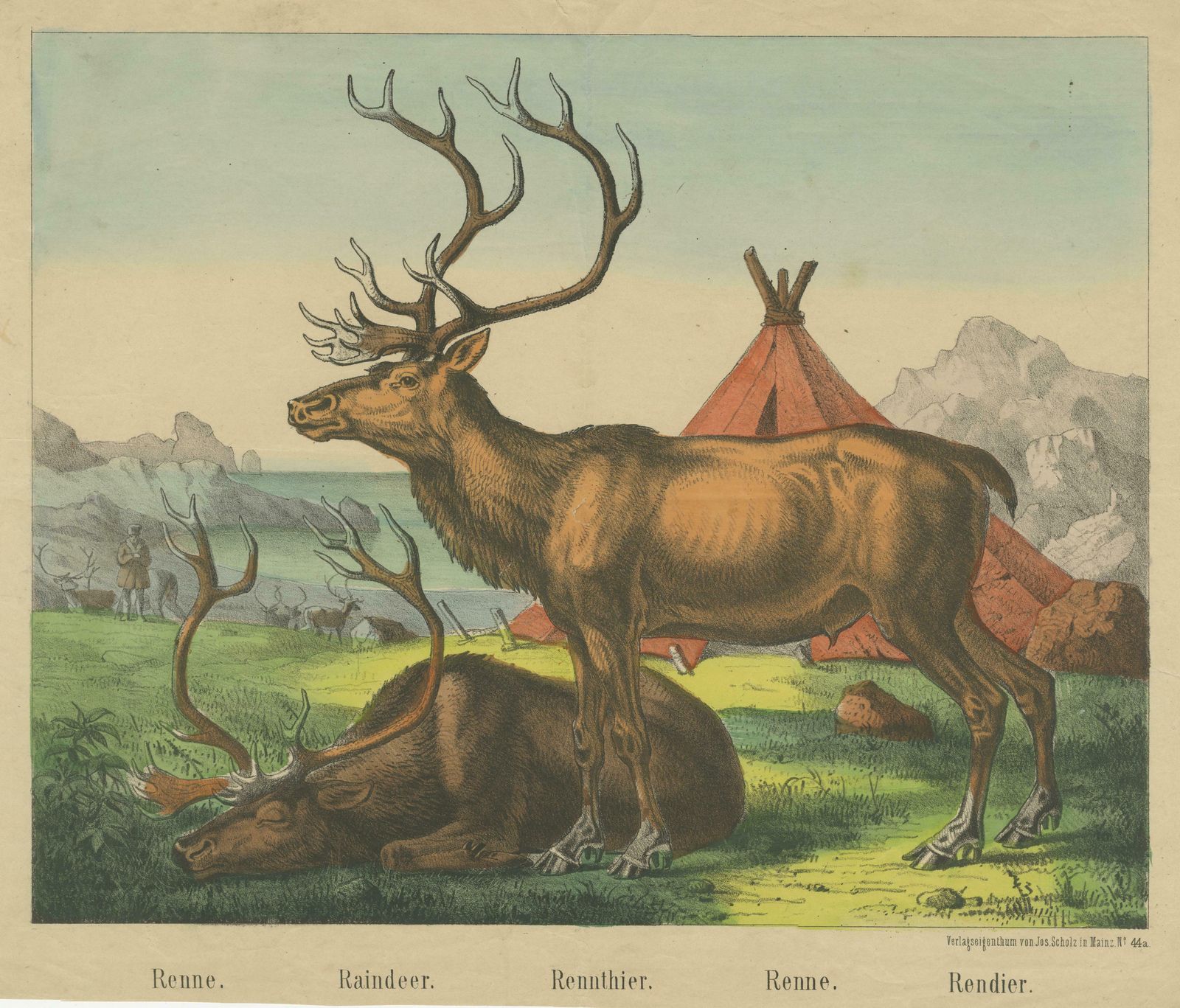 Antique Print Of Reindeer Near A Camp photo for sale