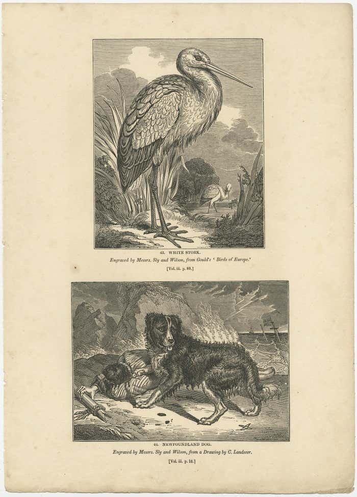 Old Antique Print Of A White Stork And Newfoundlander Dog, 1835 photo furniture