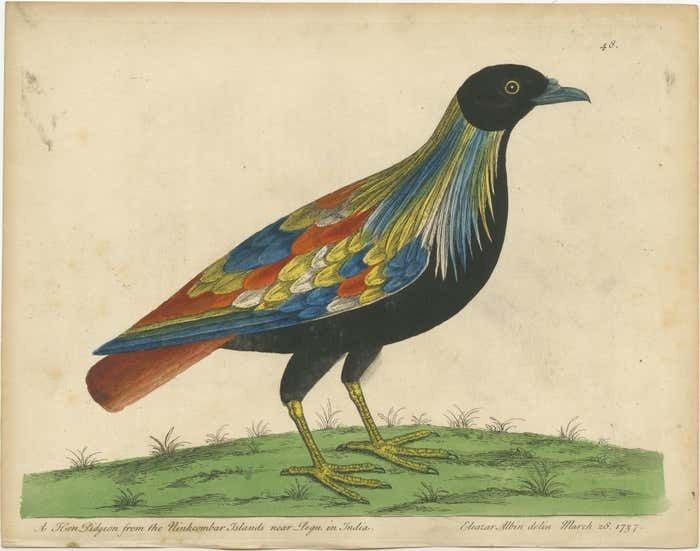 Set Of 2 Antique Bird Prints Of Pigeons From The Region Of Pegu, Myanmar photo furniture