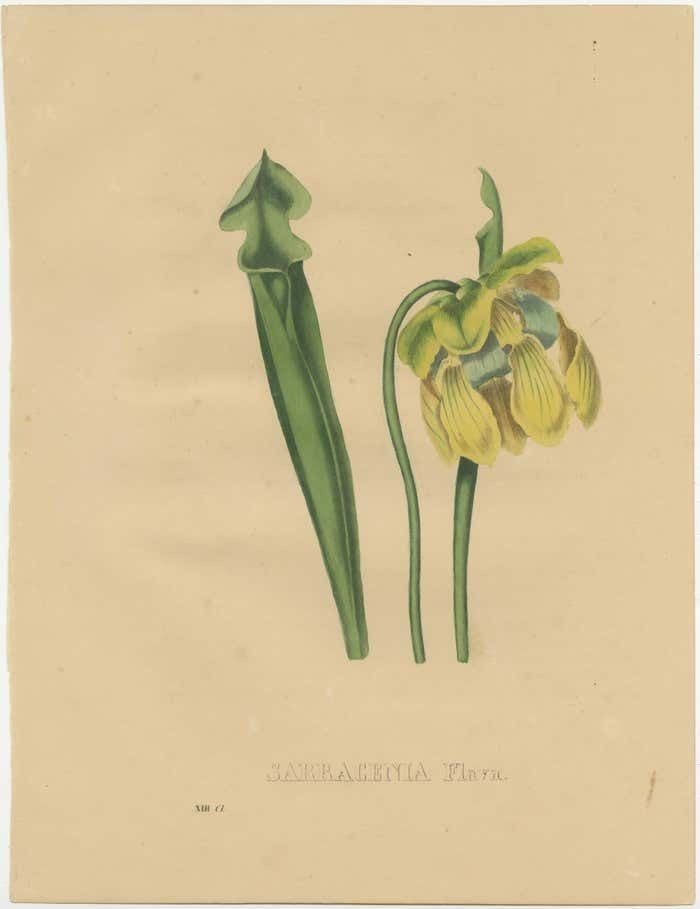 Antique Botanical Print Of The Sarracenia Flava Or Yellow Pitcherplant photo furniture
