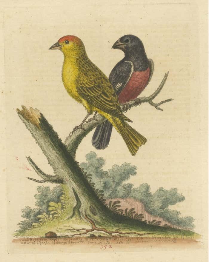 Antique Bird Print Of Small Birds From Angola photo for sale