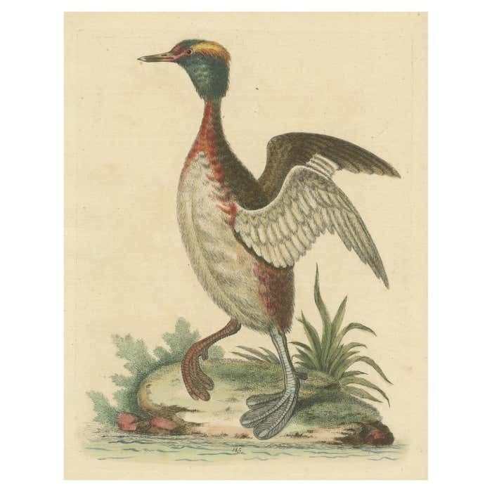 Antique Bird Print Of A Horned Grebe