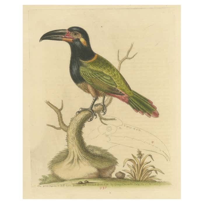 Antique Bird Print Of The Green Toucan