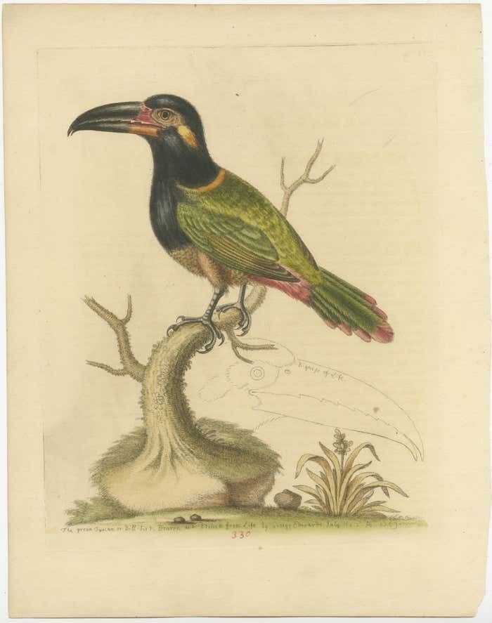 Antique Bird Print Of The Green Toucan photo furniture