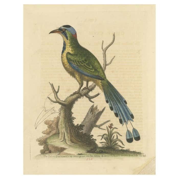 Antique Bird Print Of The Brasilian Saw Billed Roller