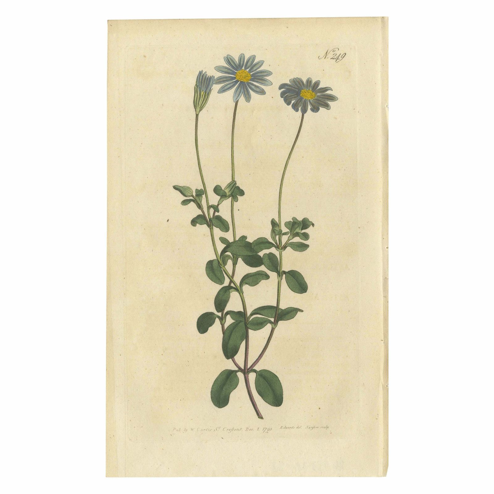 Antique Botany Print Of The Blue Flowered Cineraria Or Cape Aster