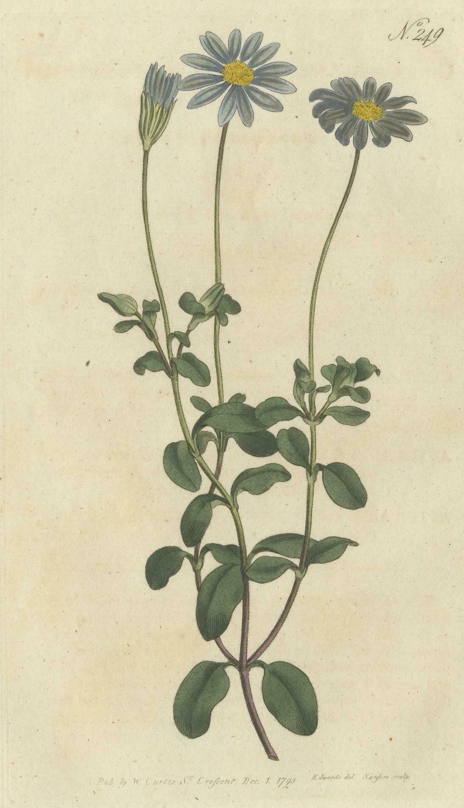 Antique Botany Print Of The Blue Flowered Cineraria Or Cape Aster photo furniture
