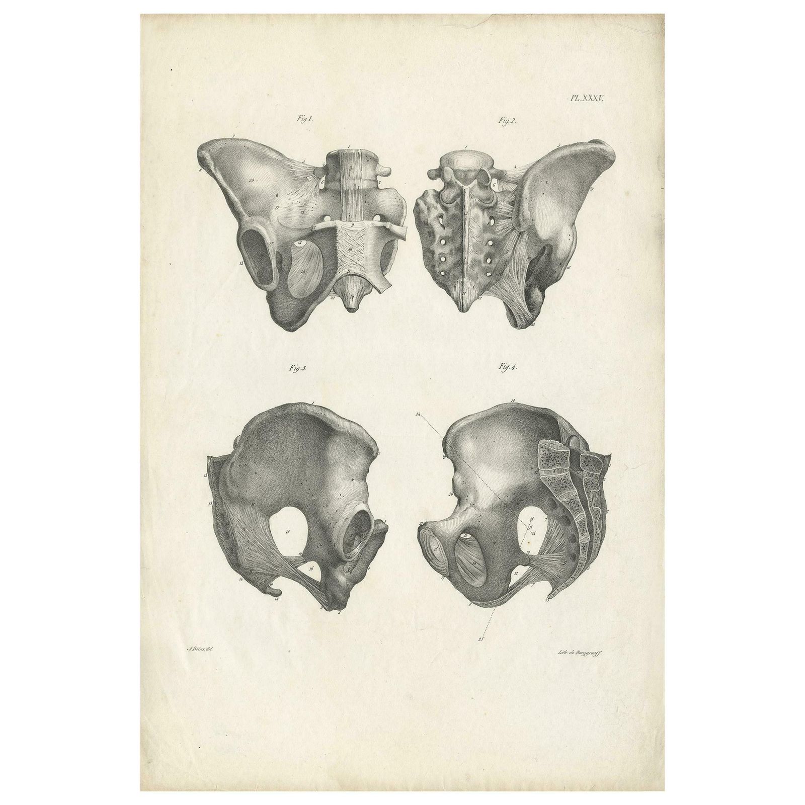 Antique Anatomy / Medical Print Of The Pelvis By Cloquet, 1821