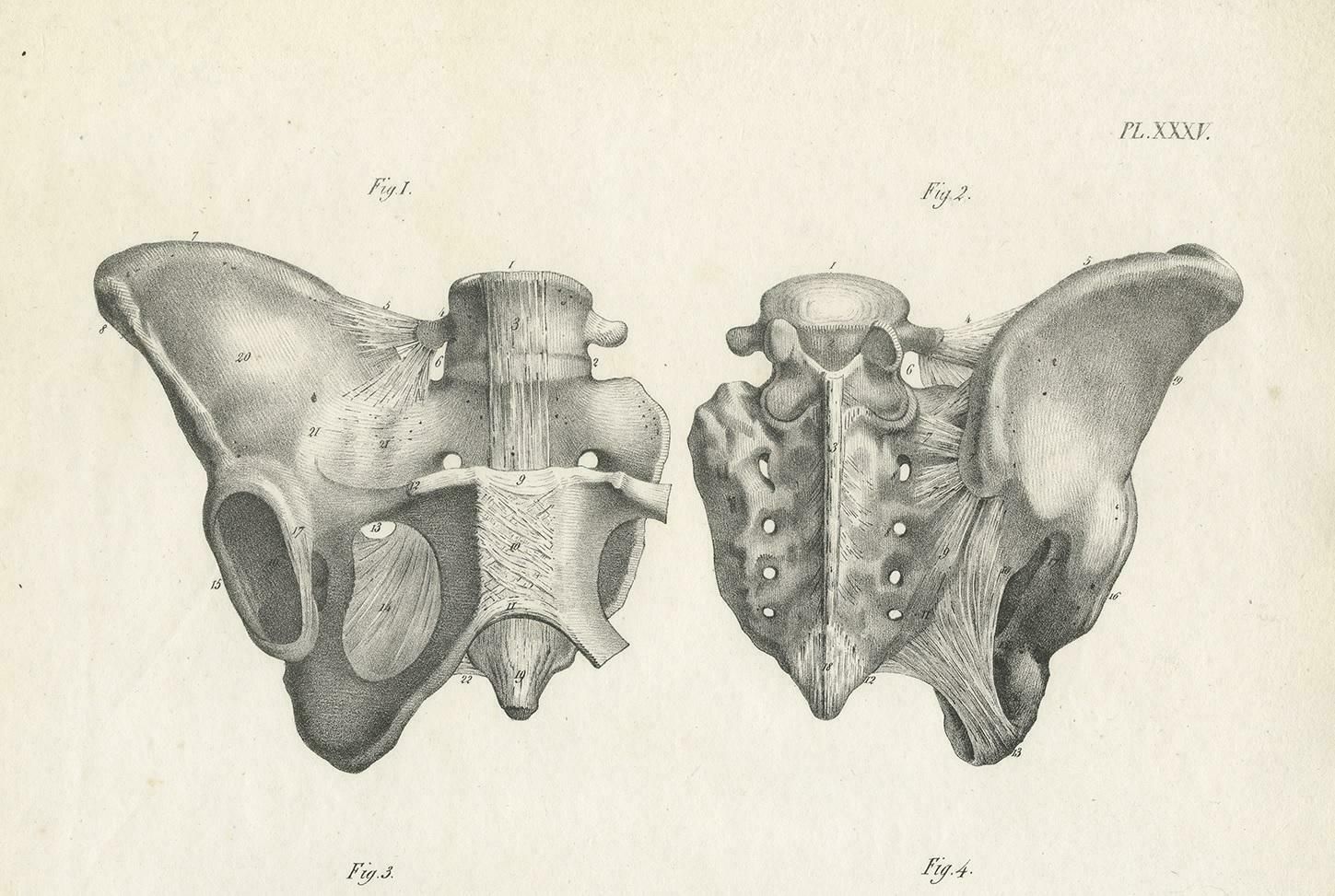 Antique Anatomy / Medical Print Of The Pelvis By Cloquet, 1821 photo for sale