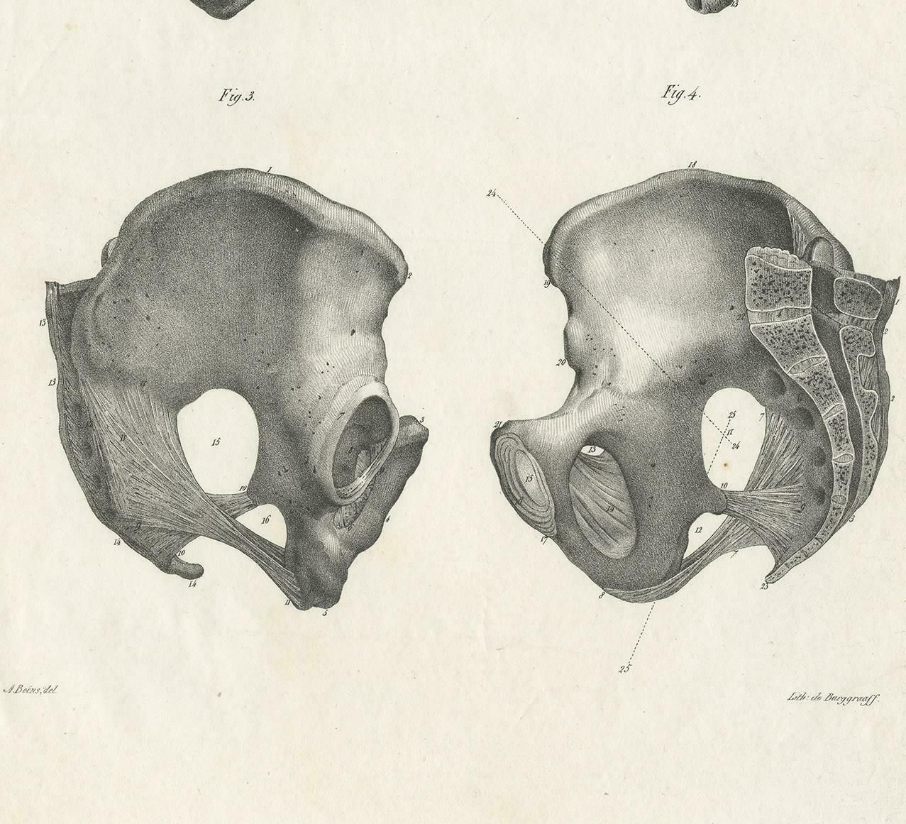 Antique Anatomy / Medical Print Of The Pelvis By Cloquet, 1821 photo Art