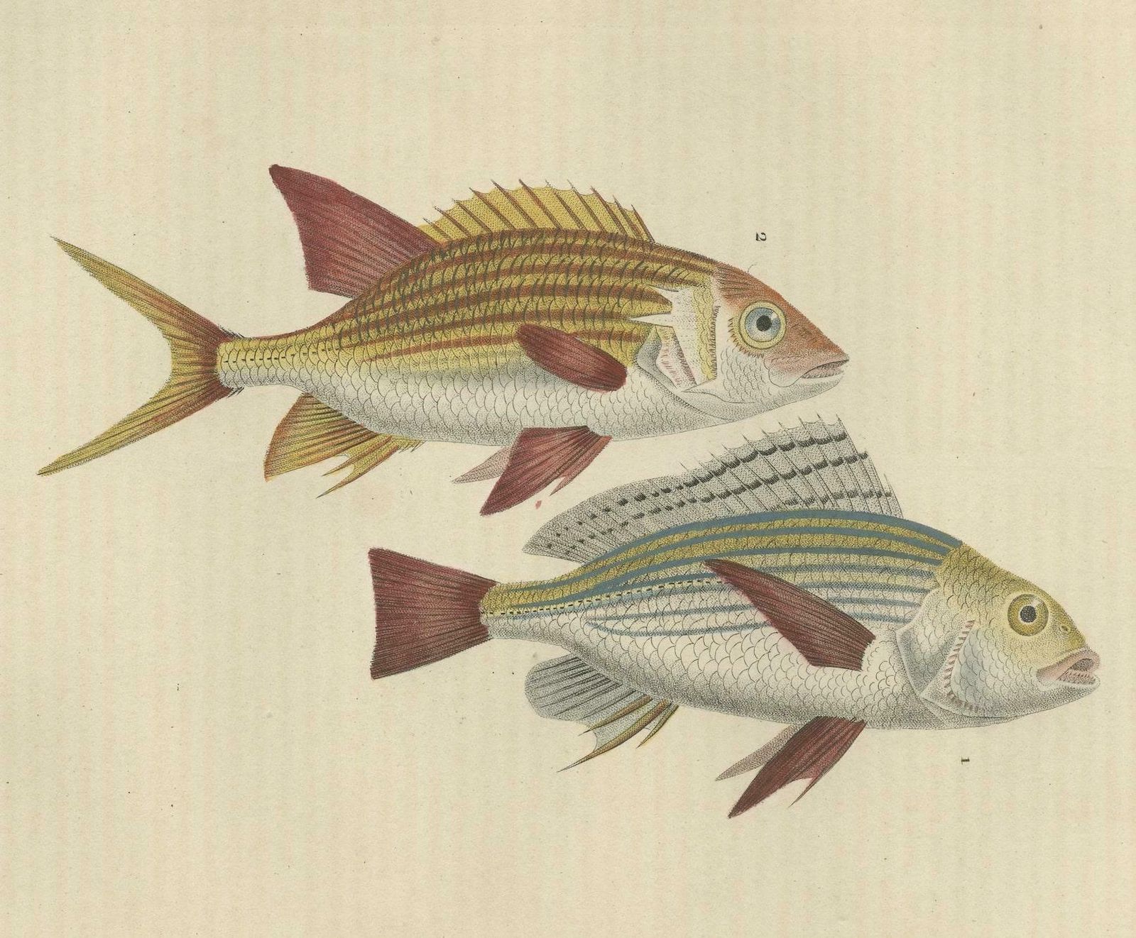 19th Century Sheepshead Seabream And Squirrelfish Antique Fish Print, 1845 photo furniture