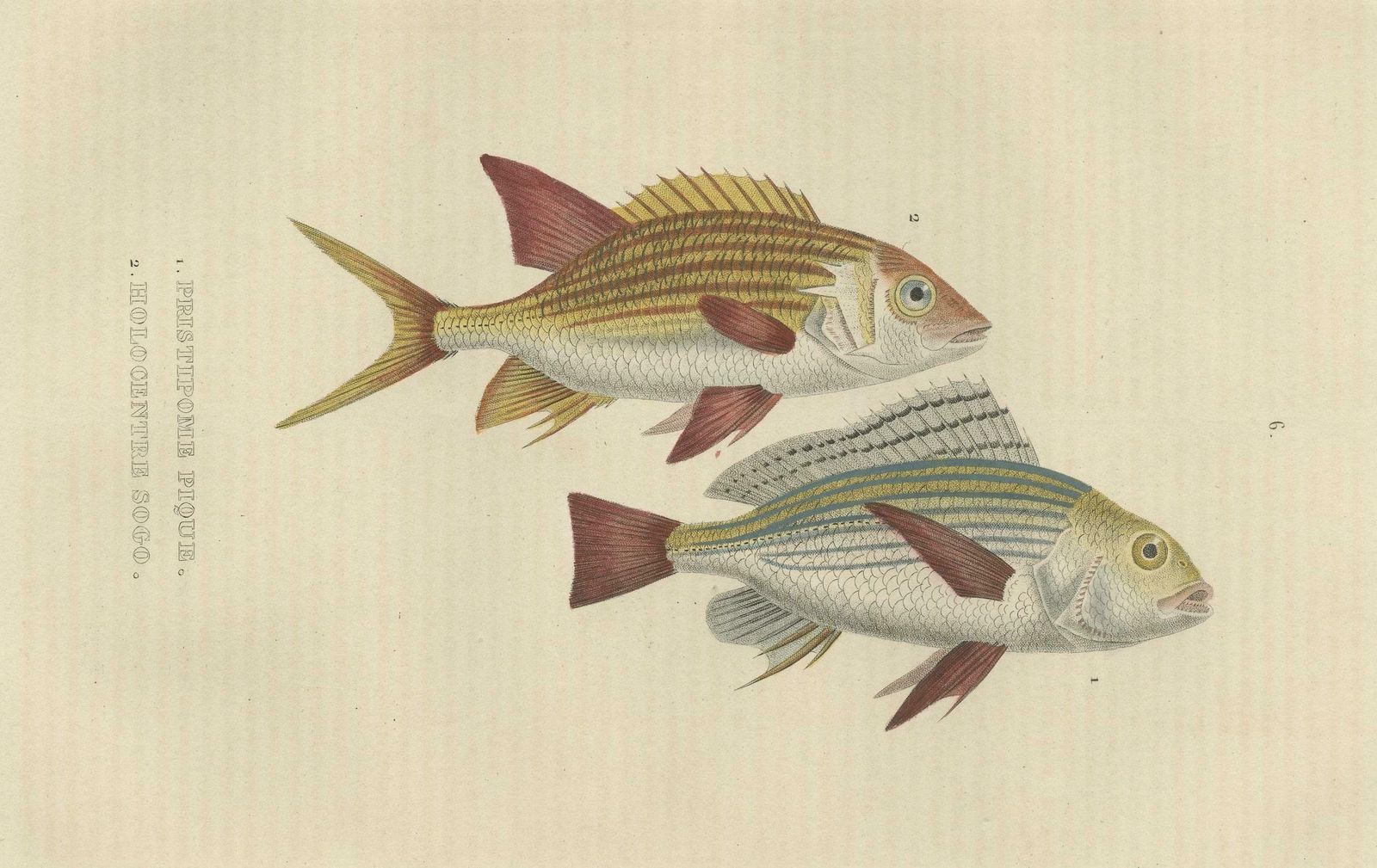 19th Century Sheepshead Seabream And Squirrelfish Antique Fish Print, 1845 photo for sale