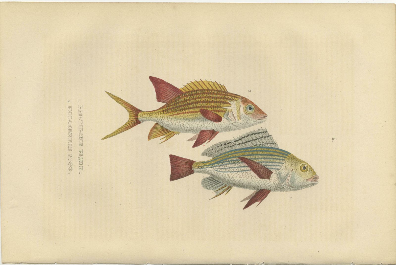 19th Century Sheepshead Seabream And Squirrelfish Antique Fish Print, 1845 photo Art