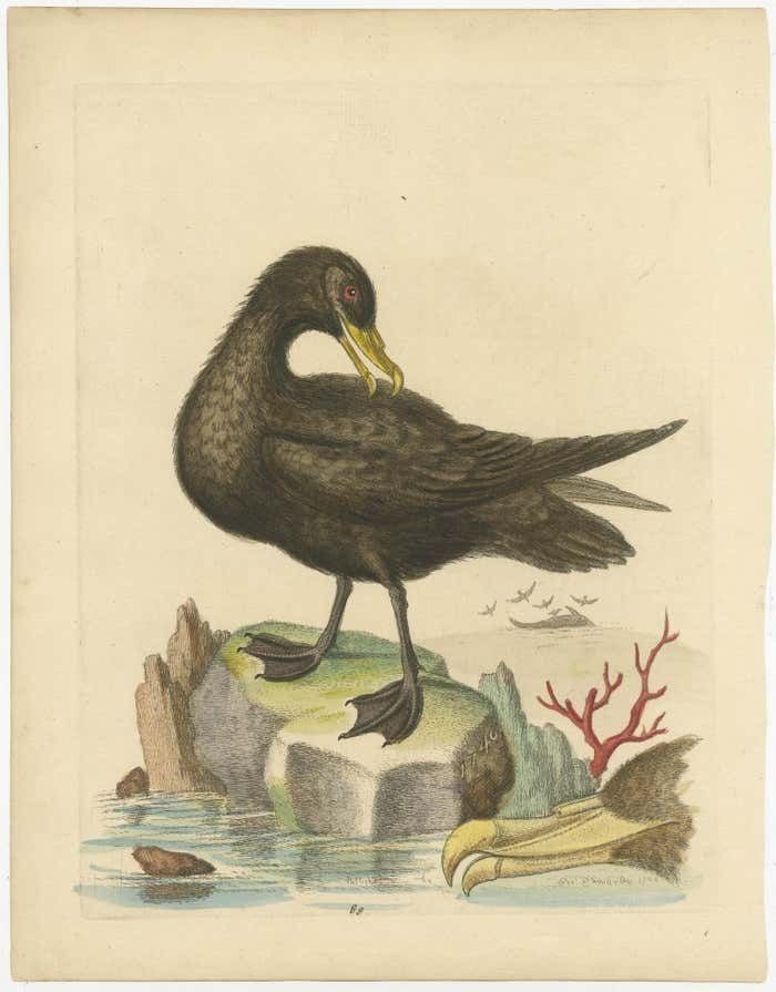 Antique Bird Print Of The Great Black Petrel photo furniture