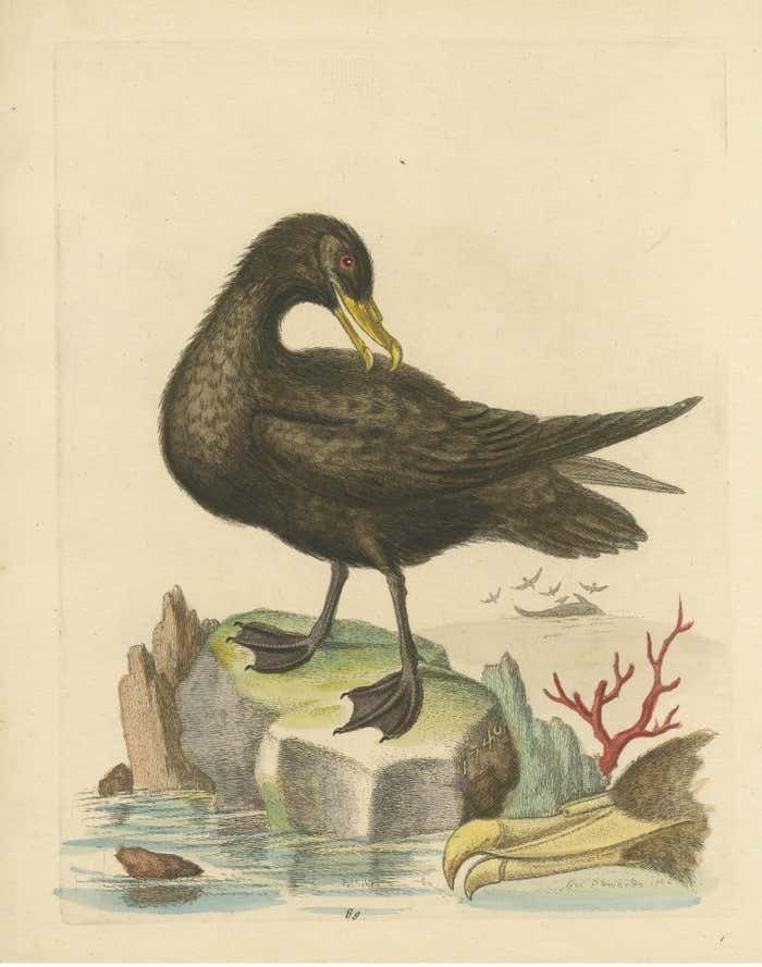 Antique Bird Print Of The Great Black Petrel photo for sale