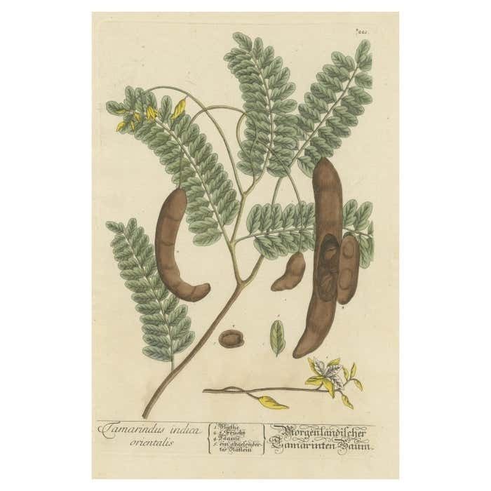 Antique Botanical Print Of A Tamarind Tree