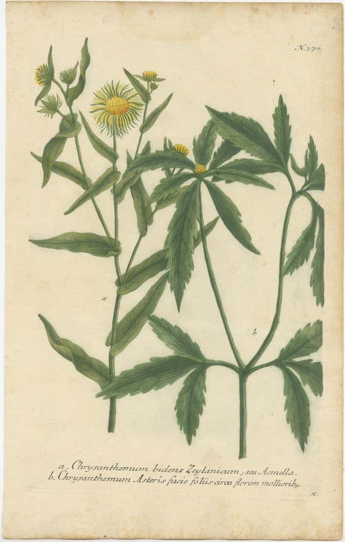 Hand Finished Mezzotint Engraving Of Two Chrysanthemum Species photo furniture