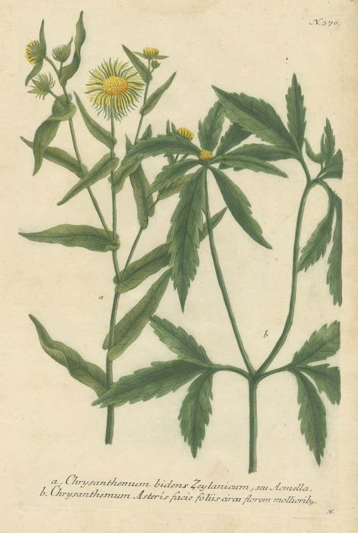 Hand Finished Mezzotint Engraving Of Two Chrysanthemum Species photo for sale