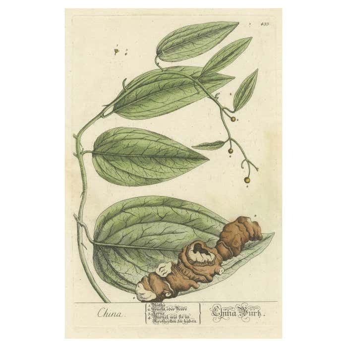 Antique Botanical Print Of Chinaroot