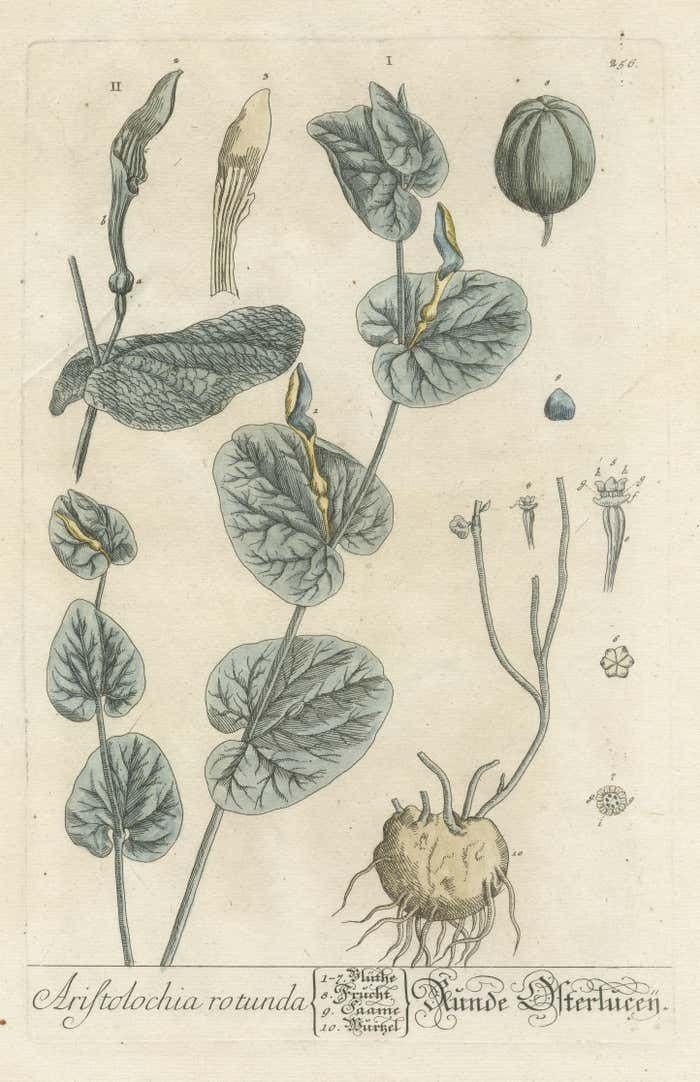 Antique Botanical Print Of Aristolochia Rotunda photo for sale