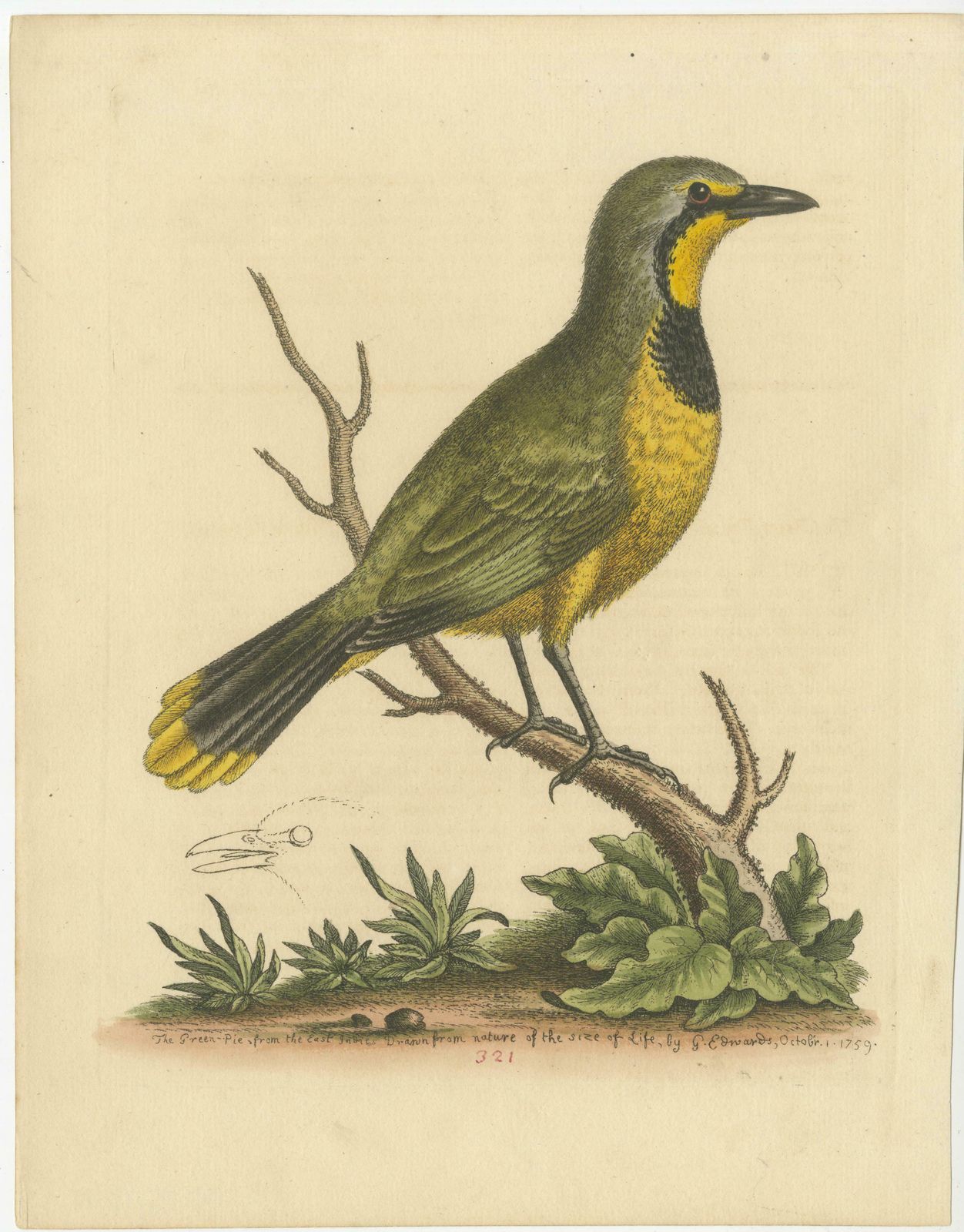 Antique Bird Print Of A Green Pie From The East Indies photo furniture