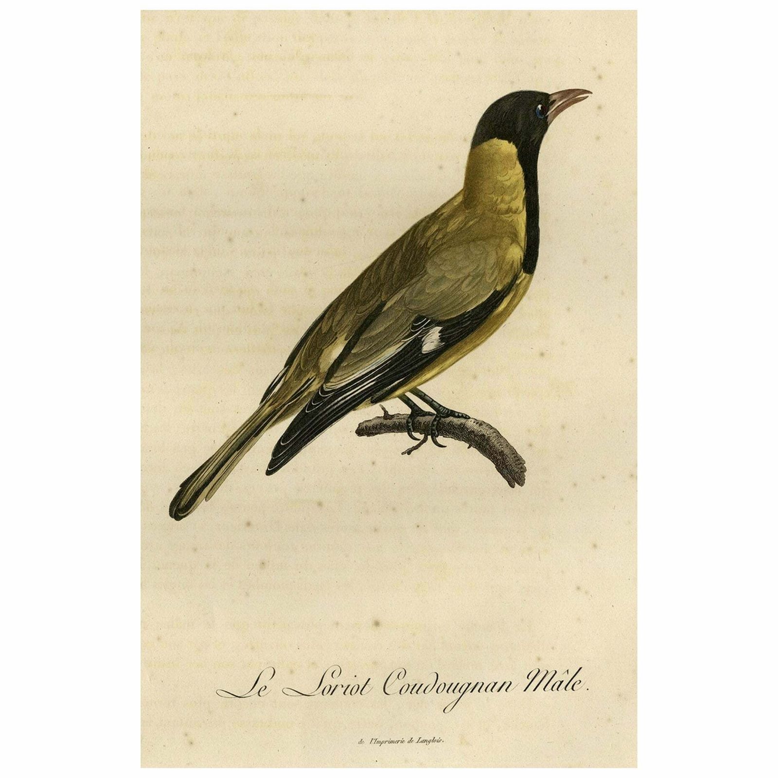 Original Handcolored Print Of A Male Oriole, 1802